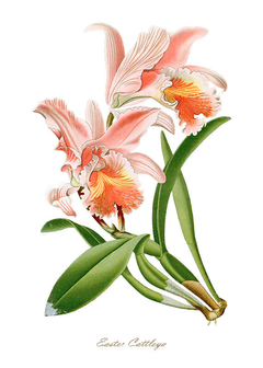 Gravura Orquídea - Pink Easter Cattleya - comprar online