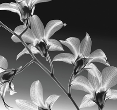 quadros de orquídeas em pb