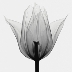 quadro de foto de tulipas em pb