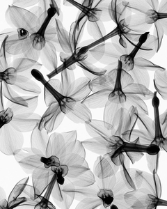 quadro de flores translúcidas em pb