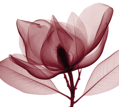 Red Magnolia I - Steven N. Meyers - comprar online