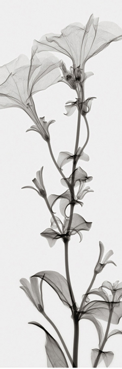 Tall Petunia(Negative) - Steven N. Meyers - comprar online