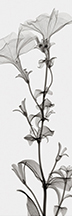 Tall Petunia(Negative) - Steven N. Meyers na internet