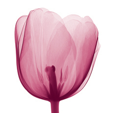 quadro com tulipas