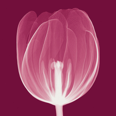 Tulips [Negative] - A -Steven N. Meyers - comprar online