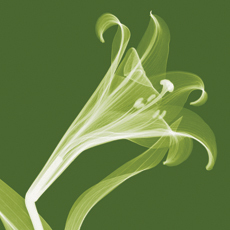 Lilies [Negative] A - Steven N. Meyers - comprar online