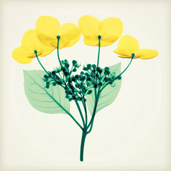 quadro de flores delicadas amarela