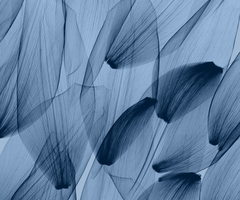 Tulip Petals, Blue - Steven N. Meyers - comprar online