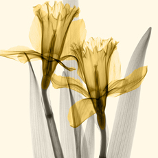 quadro de flores em tons de amarelo