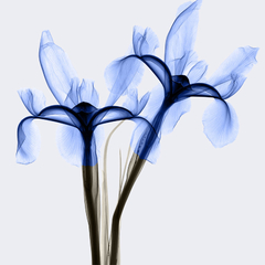 quadro de flores azul