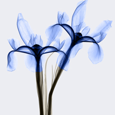 gravura de flores em tons de azul