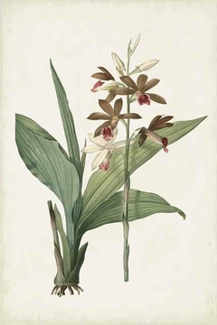 Gravura de Flores e Pássaros