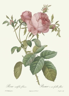 Rosa Centifolia Foliacea - Pierre Joseph Redouté