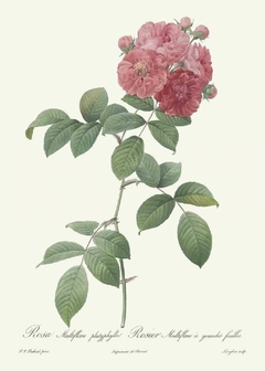 Rosa Rubiginosa Flore semi pleno - Pierre Joseph Redouté - comprar online