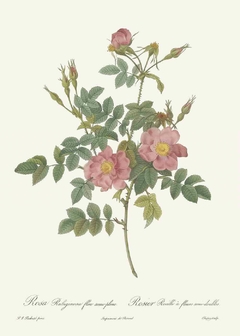 Rosa Rubiginosa Flore semi pleno - Pierre Joseph Redouté
