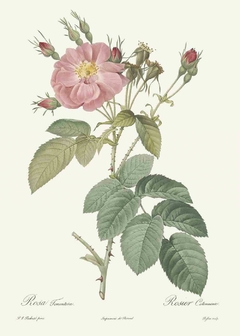 Gravura Rosas Botânica