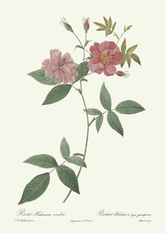 Rosa Hudsoniana Scandens - Pierre Joseph Redouté