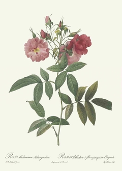 Rosa Hudsoniana Subcorymbosa - Pierre Joseph Redouté