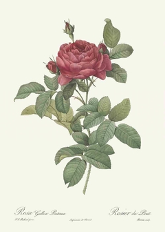 Rosa Gallica Pontiana - Pierre Joseph Redouté