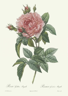 gravura francesas de rosas