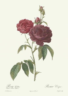 Rosa Gallica Pùrpura Violacea Magma - Pierre Joseph Redouté
