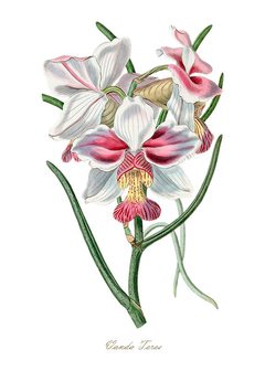 Gravura Orquídea - Vanda Teres - comprar online