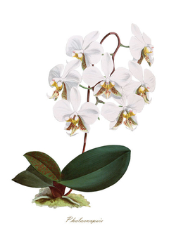 Gravura Orquídea - White Phalaenopsis - comprar online