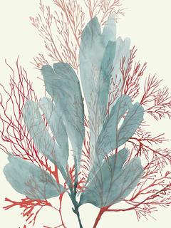 Seaweed Swirls I - Aimee Wilson