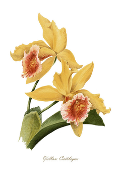 Gravura Orquídea - Yellow Cattleyas - comprar online