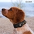 Collar Lemmy Ecocuero negro para Perro Pequeño con porta Airtag en internet