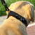 Collar Lemmy Ecocuero negro para Perro Grande con porta Airtag en internet