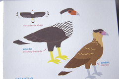 Pequeña guía de las aves de Buenos Aires en internet