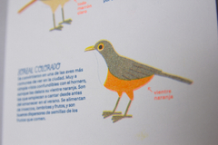 Pequeña guía de las aves de Buenos Aires - VERSION RISO