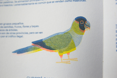 Pequeña guía de las aves de Buenos Aires - VERSION RISO - guardabosques