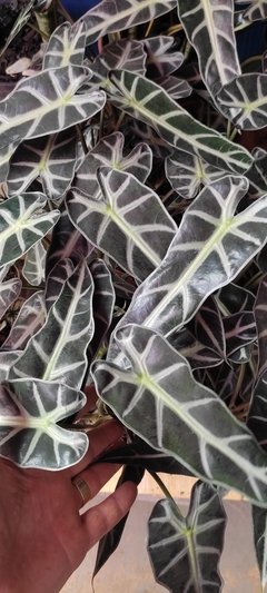 Alocasia picolli