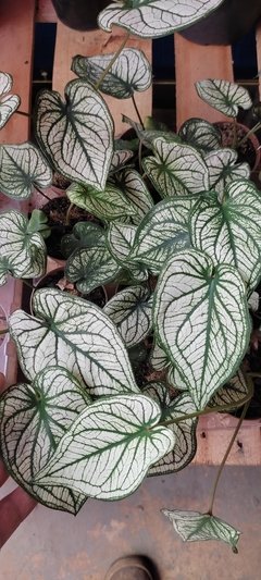 Caladium white