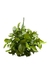 PLANTA ARTIFICIAL PICK - comprar online