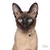 Chapita My Family Colección MY FRIENDS SIAMESE - comprar online