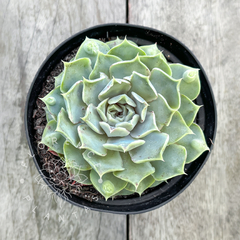 Echeveria 'Hiarium' (Única)