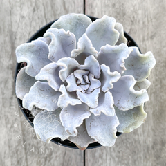 Echeveria 'Crispate Beauty' (Única)