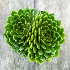 Echeveria 'Rosalinda' (Bicéfala)