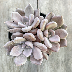 Echeveria 'Beverley' (Colônia)