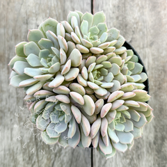 Echeveria 'Clara' (Colônia cheia)