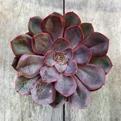 Echeveria x 'Belen' (Única)