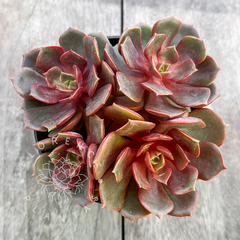 Echeveria 'Zesta' (Colônia)