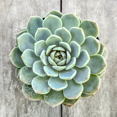 Echeveria x 'Jade Butterfly' (Única)