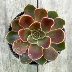 Echeveria híbrida (Única)