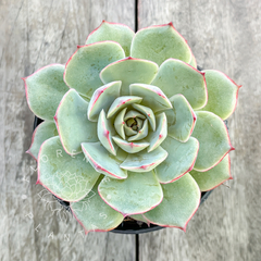 Echeveria 'Pink Tips' (Única)