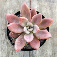 xGraptoveria 'Ruby Donna' (Única)