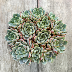 Echeveria 'Shallow' (Colônia cheia)